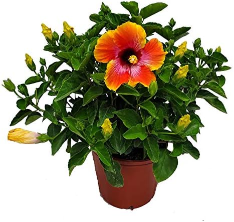 Hibiscus Bush - Fiesta Flower - Tropical Plants of Florida - Overall Height 22" to 26" (Plant Only)