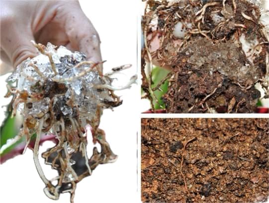 Potassium Polyacrylate for Garden Lasts Up to 7 Years in Soil (1)