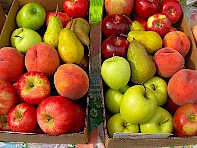 Nelson - All Vegetable Garden Plant Food, Granular Fertilizer, Multi-Purpose High Calcium Phosphorus Micronutrients in Ground, Gardens, Containers, & Greenhouses, NutriStar 12-14-11 (25 lb.)