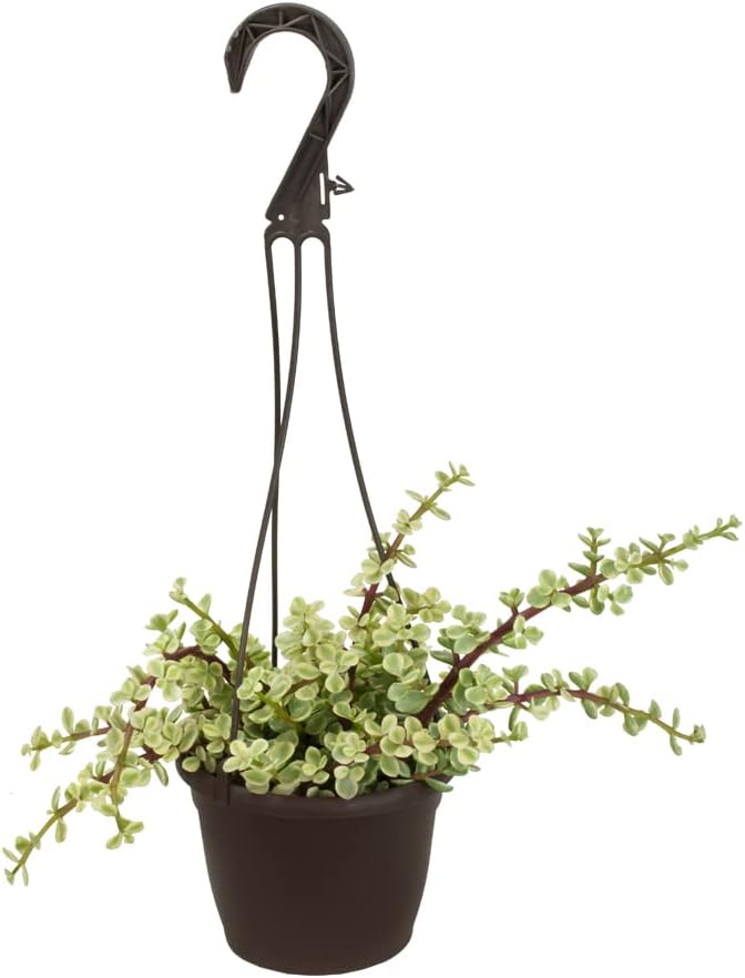Variegated Portulacaria Afra Live Plants Indoor Plants, Succulents Plants Live Hanging Plants, Hanging Planter Basket Succulent Gift, Live Succulents Plants Live Houseplants by Plants for Pets
