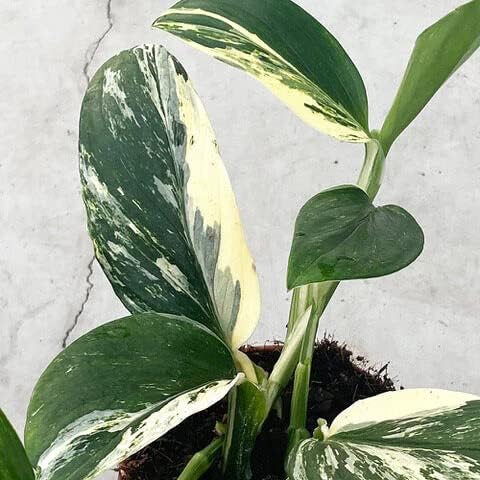 Monstera Standleyana Planting Mix - Promotes Steady Growth and Healthy Leaves - 10 Quart (2 Bags of 5 Quart)