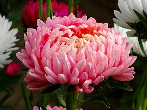 Peony Aster Mix About 100 Seeds for Planting Non-GMO Pack with Growing Instructions Flower Garden