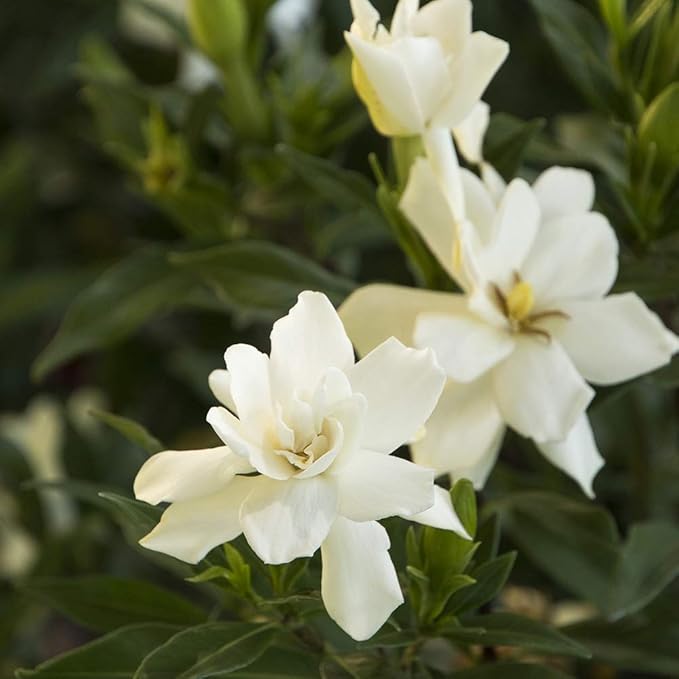 3 Gallon Gardenia Frostproof Shrub