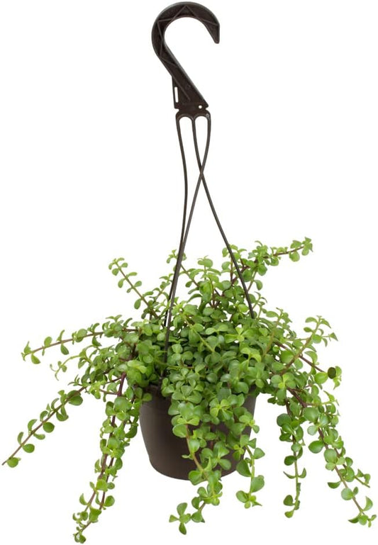 Trailing Elephant Bush Succulents, Hanging Plants Live Succulents Plants Live Houseplants, Hanging Planter Basket, Mini Succulents Live Plants Indoor Plants in Plant Basket by Plants for Pets