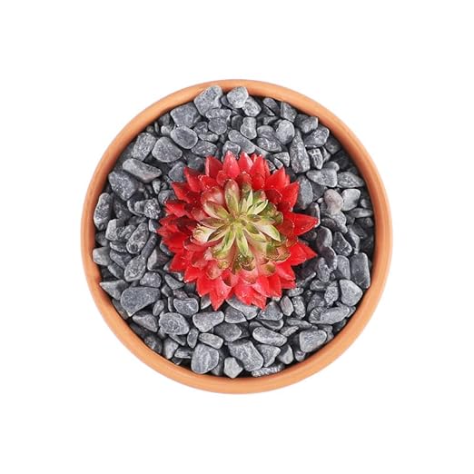 LS Black River Rocks Bonsai Soil Cactus Potting Soil and Succulent Soil Mix Terrarium Supplies Stones for Planters Small Pebbles for Plants Fast Draining Rocks Aquarium Gravel–Fight Root Rot-10 lb