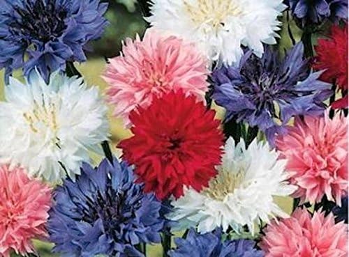 Non GMO Bulk Cornflower/Bachelor Button Seeds - Tall Mix Centaurea cyanus (50 lbs)
