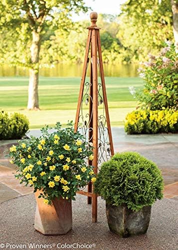 Proven Winners - Rosa OSO EASY Lemon Zest (Rose) Rose, yellow flowers, #2 - Size Container