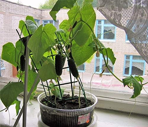 Seeds Vegetable Indoor Cucumber F1 Self-Pollinating All Seasons Vine Plant for Pickling - 10 Seeds
