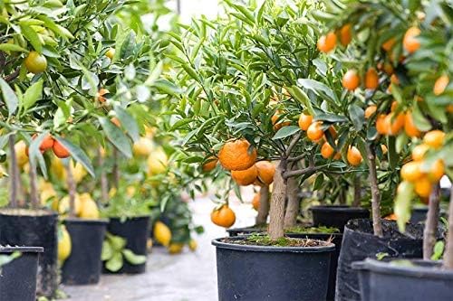 Premium Citrus Tree Potting Soil Mix - 10 Quart - Special Blend for Indoor Oranges, Lemons, Limes and More by Gardenera (2 Bags of 5 Quart)