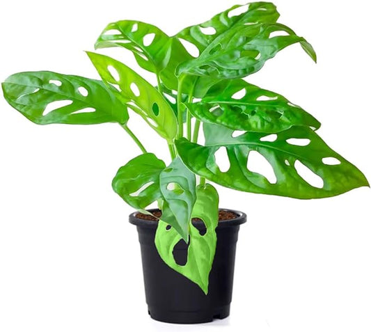 American Plant Exchange Monstera Adansonii Wide Leaf, Swiss Cheese Vine, 4-Inch Pot, Real Indoor Houseplant, Exotic Look, Easy to Care Live Plant