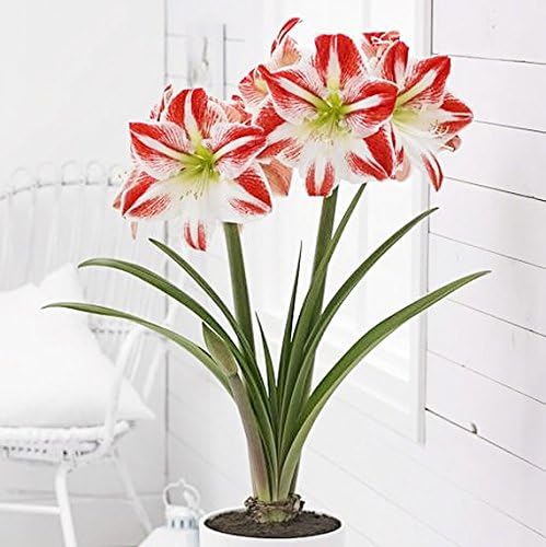 Amaryllis Growing Kit. Includes: Big Minerva Bulb, Plastic Pot and Saucer, and Professional Growing Medium