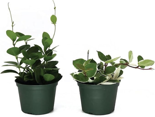 American Plant Exchange Live Assorted Hoya Plants, Plant Pots with Colorful Flowers for Home and Garden Decor, 6" Pot, Pack of 2
