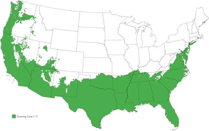 Spring Bouquet Viburnum - Size: 1 Gallon, Live Plant, Includes Special Blend Fertilizer & Planting Guide