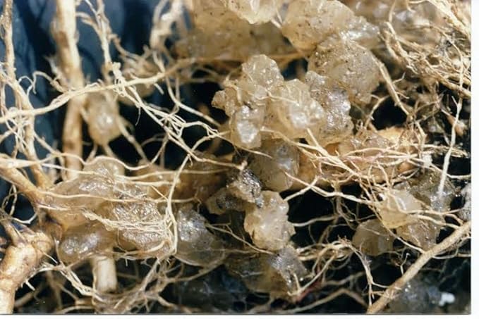 Super Absorbent Polymer Helps Plant Growth and Plant Establishment (20 Pounds)