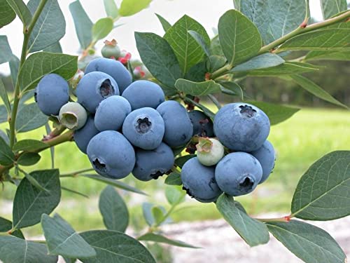 Blueberry Bush Granular Sulfur Fertilizer (Soil Acidifier) - 50 Lbs..