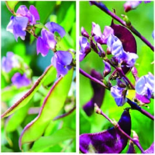 Outsidepride 100 Seeds Perennial Dolichos Lablab Hyacinth Bean Vine & Flower Seed Mix for Planting