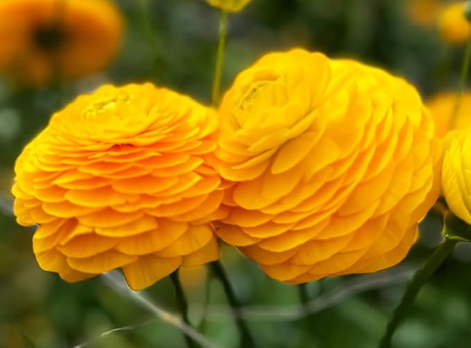 Mixed Peony Ranunculus Bulbs- Persian Buttercup -10 Corms Bulbs Flowering Blooms Perennial Bulbous Root Garden Plant (Yellow)