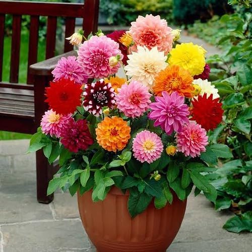 Premium Dahlia Potting Soil Mix - Ideal for Growing Vibrant and Healthy Dahlias - 2 Quart