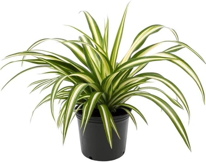 Premium Spider Plant Potting Soil Mix (2 Bags of 5 Quart)