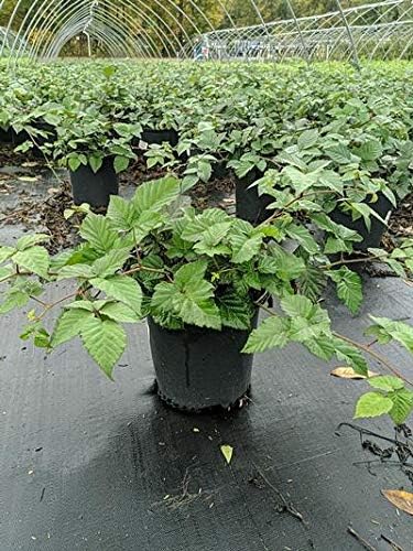 Rubus 'Chester' (Thornless Blackberry) Edible-Shrub, blackberry, #2 - Size Container