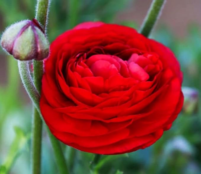 Mixed Peony Ranunculus Bulbs- Persian Buttercup -10 Corms Bulbs Flowering Blooms Perennial Bulbous Root Garden Plant (Red)