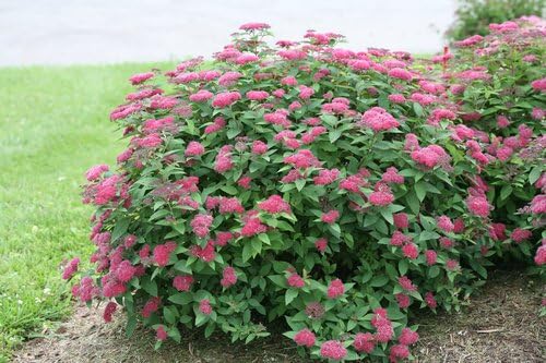 Proven Winners - Spiraea jap. Double Play Red (Spirea) Shrub, red flowers, #3 - Size Container