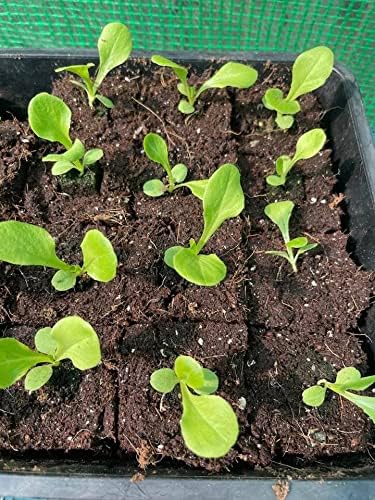 Ladbrooke Authentic Soil Block Maker Mini 4 Hand Held - Most Popular Soil Blocking Tool, Made in England