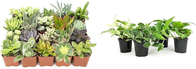 Altman Plants Live Succulents (20 Pack) & Live Pothos Plants (4PK) Indoor House Plants