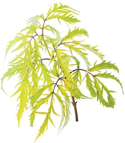 Proven Winners - Sambucus racemosa Lemony Lace (Elderberry) Shrub, , #3 - Size Container