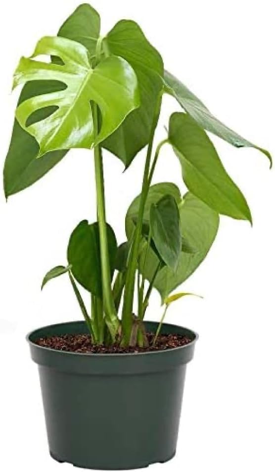 American Plant Exchange Monstera Deliciosa Split Leaf Plant, Live 6-Inch Pot for Home and Garden Decor, Air Purifying Tropical Elegance