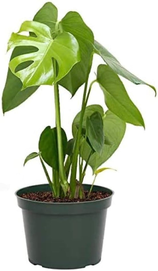 American Plant Exchange Monstera Deliciosa Split Leaf Plant, Live 6-Inch Pot for Home and Garden Decor, Air Purifying Tropical Elegance