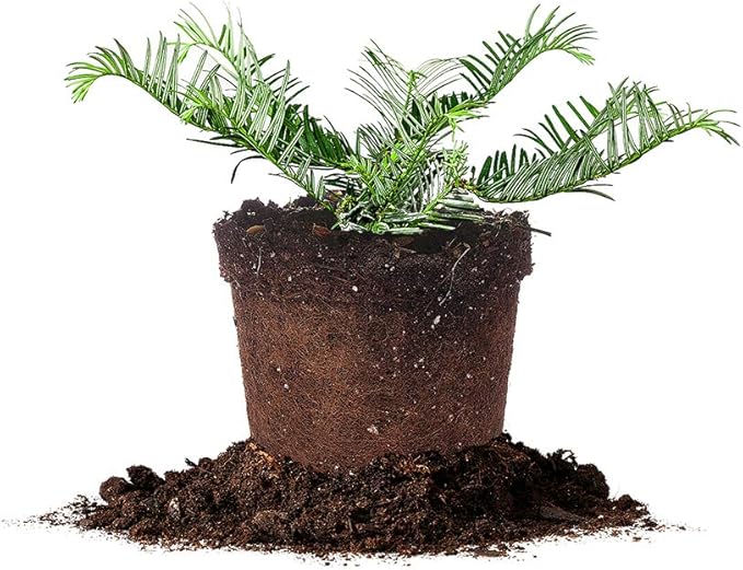 Perfect Plants Spreading Yew Cephalotaxus Live Plant, 1 Gallon, Includes Care Guide
