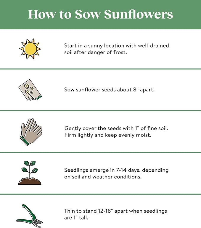 Burpee Mammoth Russian Sunflower Seeds 200 seeds