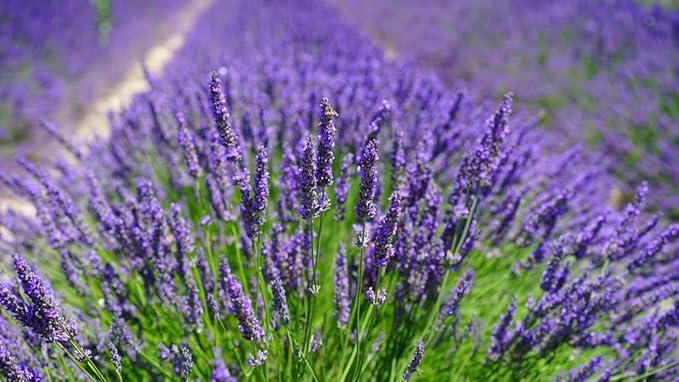 Lavender Planting Soil - Nurture Your Plants with a Premium Potting Mix - 10 QUARTS