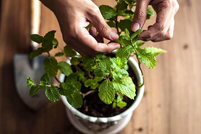 Spearmint Plant Potting Mix - Unlock Robust Growth and Invigorating Scent with Our High-Performance Formula - 20 Quart