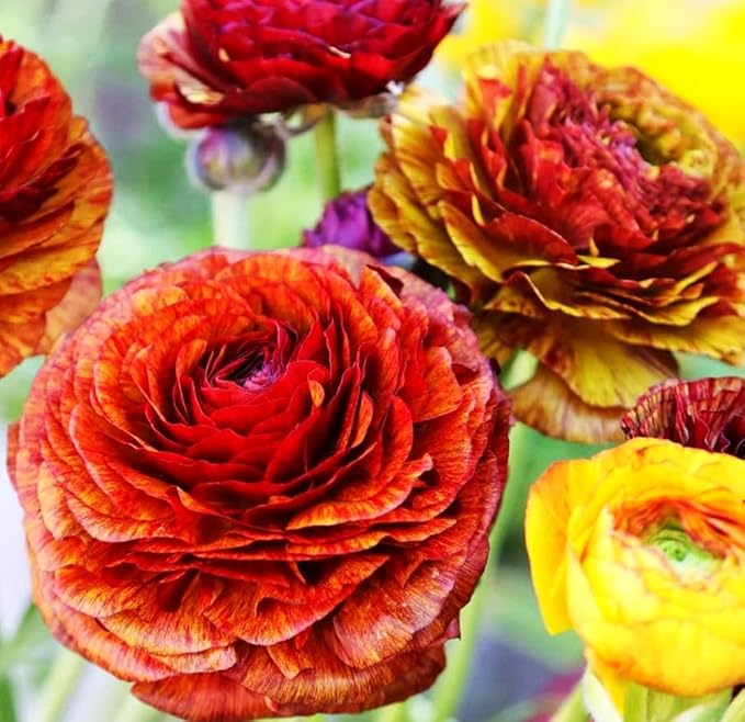 Mixed Peony Ranunculus Bulbs- Persian Buttercup -10 Corms Bulbs Flowering Blooms Perennial Bulbous Root Garden Plant (Orange)