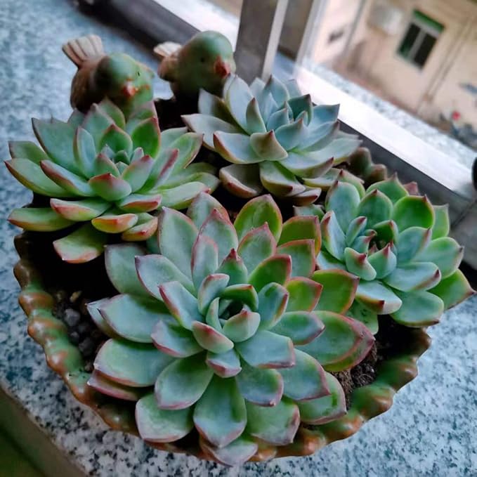 NWFashion Special Design Fun Garden 6INCH Flower Planter Succulent Pot Indoor OutdoorPlanter (Bird)