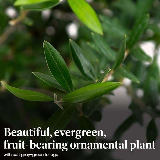 American Plant Exchange Live Arbequina Olive Tree, Fruit Bearing, Plant Pot for Home and Garden Decor, 10" Pot