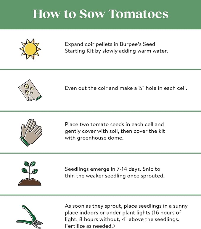 Burpee Exclusive 'SuperSauce' Hybrid, 25 Non-GMO Large Red Sauce & Paste Tomato Variety, Vegetable Seeds for Planting Home Garden