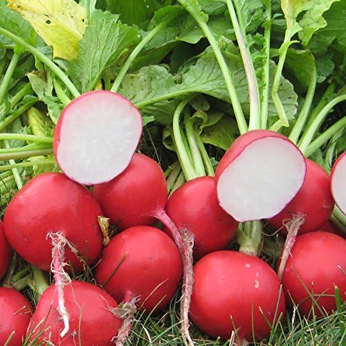 Park Seed Radish Vegatable Plant Seeds, Easy to Grow, Variety of Colors, Spring Garden, Roxanne Hybrid Radish, Pack of 200