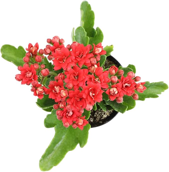 Kalanchoe Live Succulents Plants Live Flowers (3 Pack), Kalanchoe Plant Live Succulent Plants, Kalanchoe Plants Live Indoor Plants Live Houseplants, Fresh Flowers for Delivery Prime by Plants for Pets