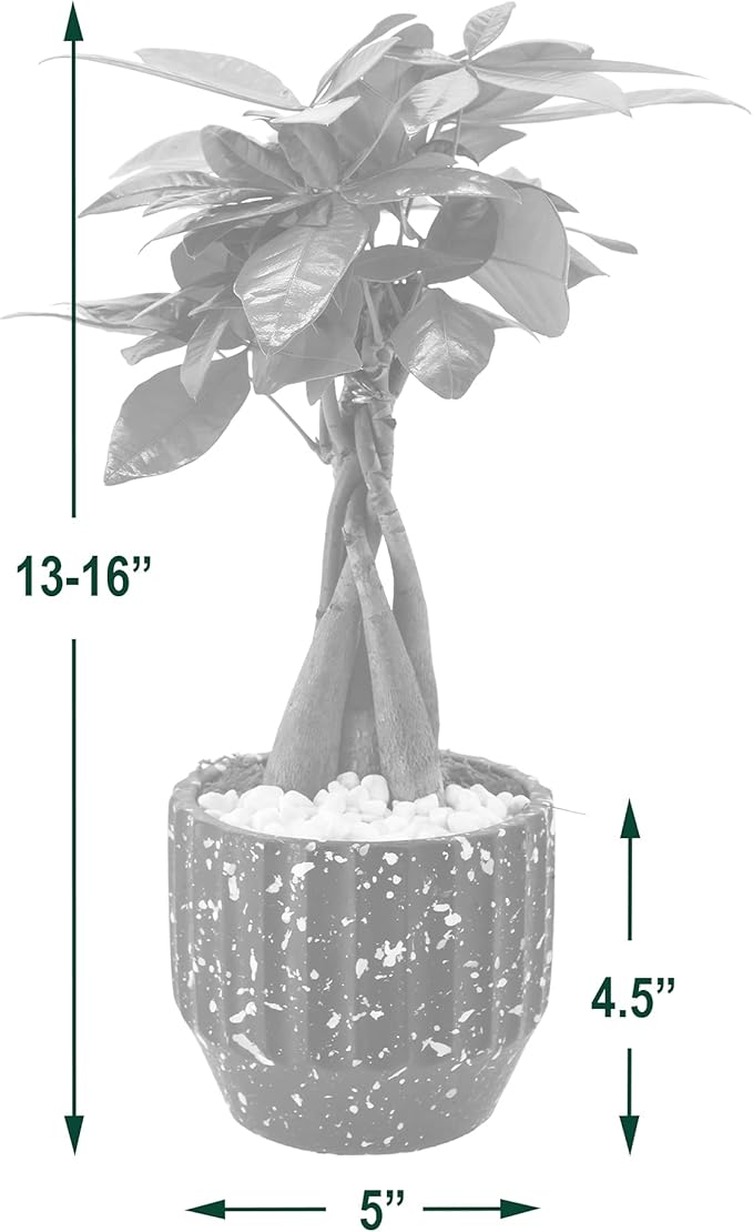 Money Tree Live Indoor Plant in 5 in. Speckled Splash Ceramic Planter, Black ***Cannot Ship to Hawaii***