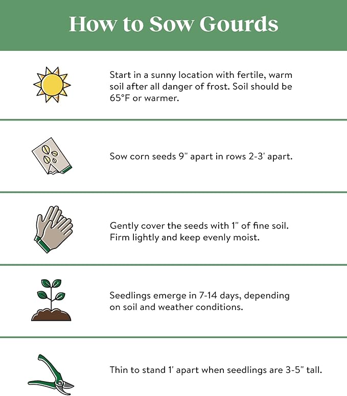 Burpee Golden Bantam Sweet Corn Seeds 200 seeds