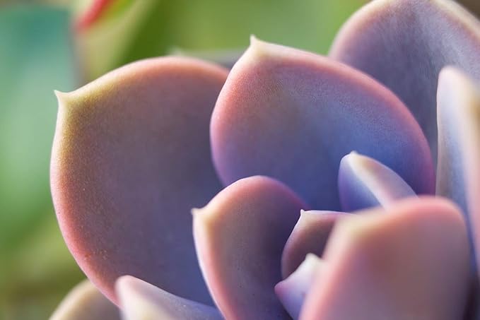 Premium Cacti and Succulent Potting Mix Soil - for Cactus Palm Tree Citrus Plant Grown in Gardening Containers - Indoors & Outdoors Use - with Natural Food/Fertilizer