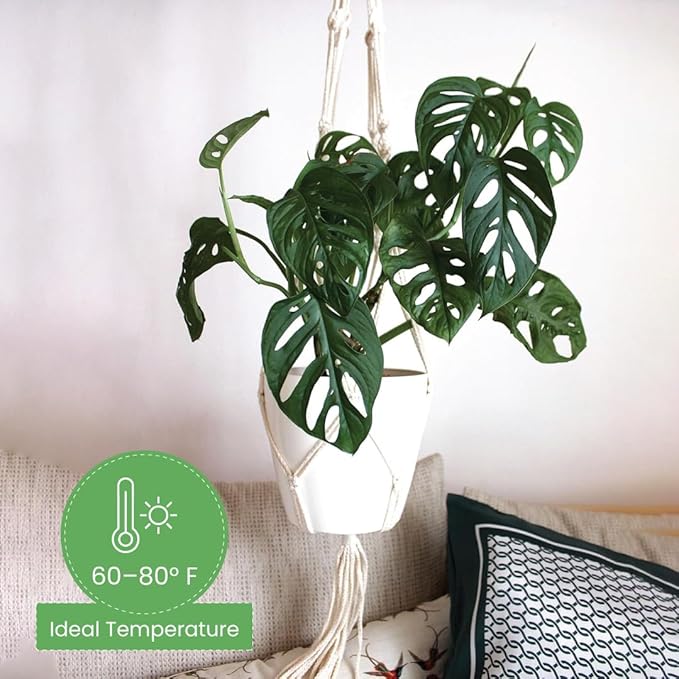 American Plant Exchange Monstera Adansonii Swiss Cheese Plant, Live Trailing Vine in 8-Inch Hanging Basket for Home and Garden Decor, Air Purifying