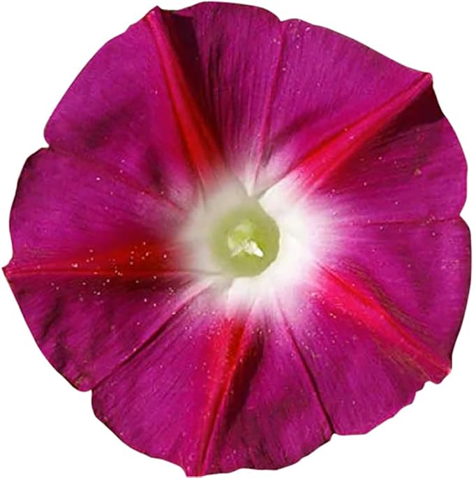 Morning Glory Seed Mix of Blue, Purple, White, Rose Vine Seeds