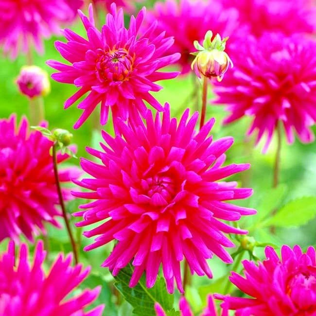 Needle Cactus Dahlia Seed Mix 50 Non-GMO Seeds for Planting