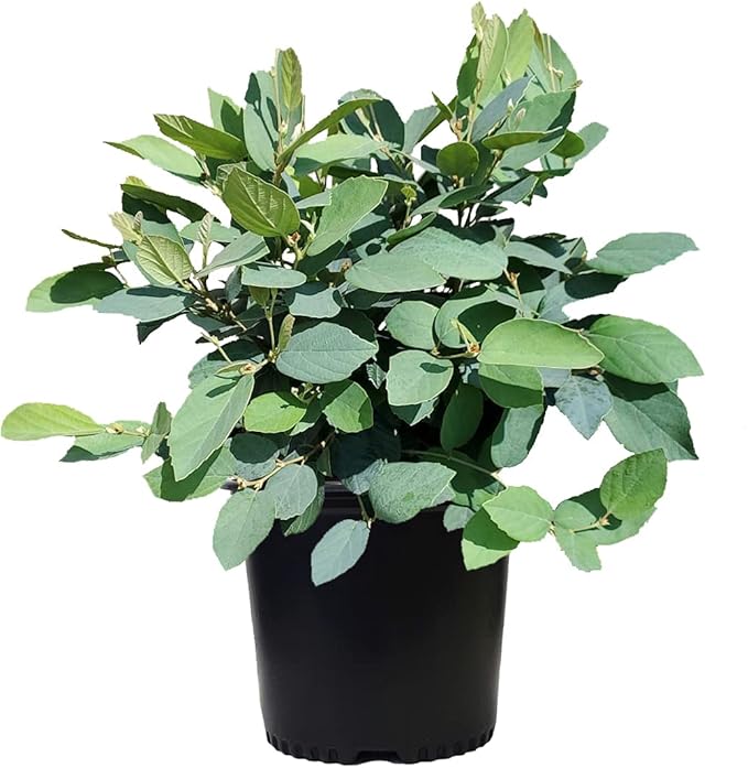 Green Promise Farms Fothergilla gardenii (Dwarf Witch Alder) Shrub, #3-Size Container, White Flowers