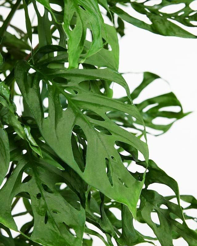 Monstera Adansonii Planting Mix: Maximize Aeration, Drainage & Nutrient Holding Capacity - 5 Quart Bag