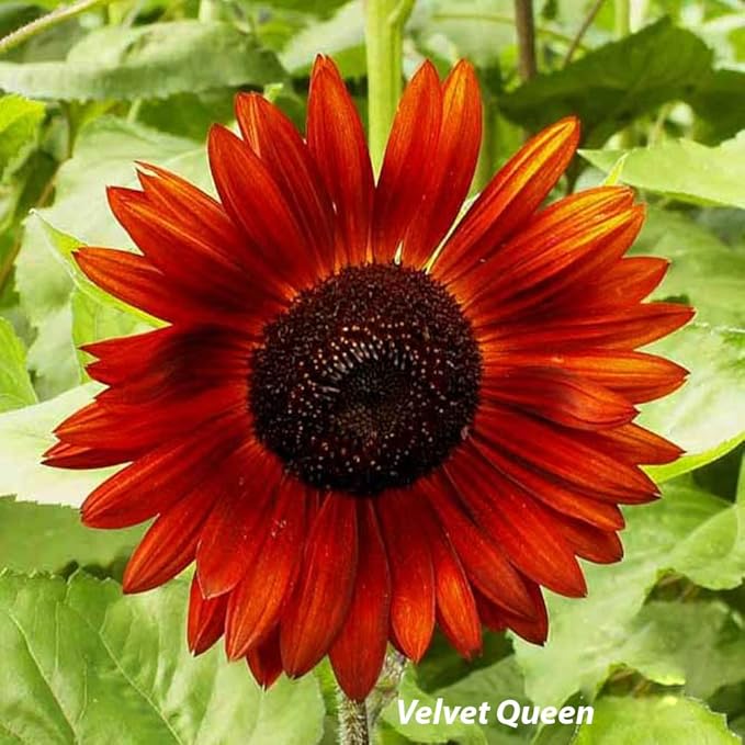 Sunflower Seed Mix, Covers 325 Sq Ft, 9 Flower Varieties, Over 1,000 Seeds - Created By Nature